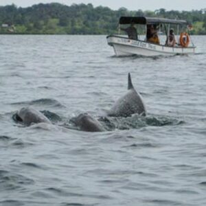 Panamatourdeals Tourcovers Dolphinsbay