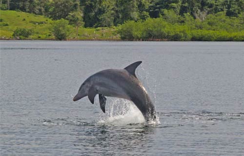 Bocas Del Toro Dolphin Bay2