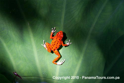 Red Frog Bocas Del Toro