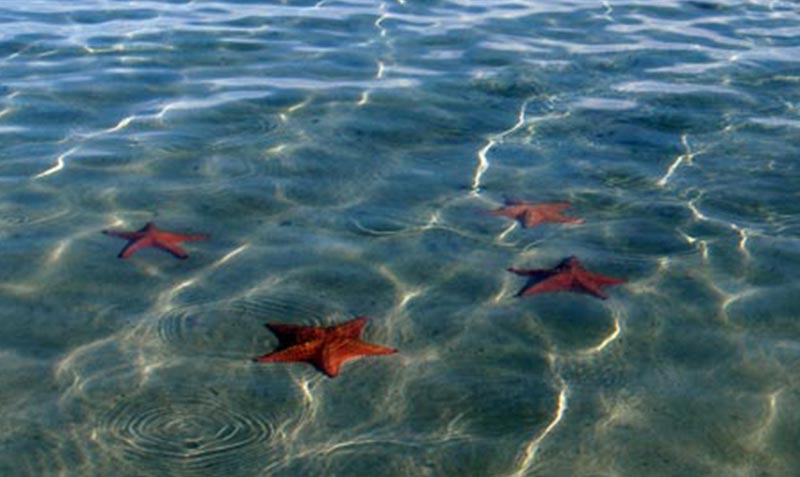 Panamatourdeals Tourcovers Starfishbeach