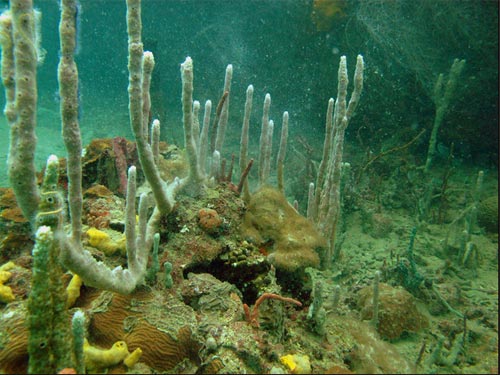 Coral Key Bocas Snorkeling1